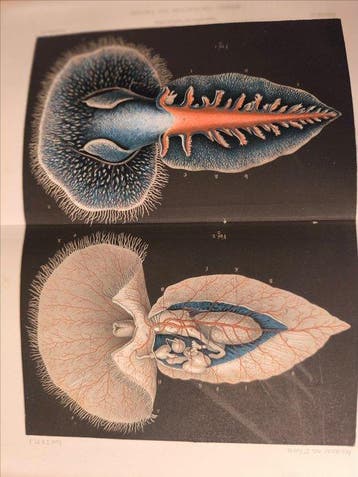 Henri Milne-Edwards - Annales des Sciences Naturelles :, Antiek en Kunst