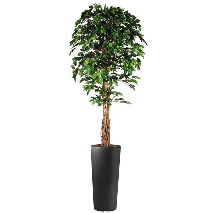 Ficus kunstplant, H250cm, Huis en Inrichting, Kamerplanten, Overige soorten, 200 cm of meer, Ophalen of Verzenden