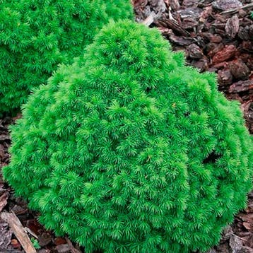 Picea glauca `Alberta Globe` container (P15) Spar, Coniferen, Verzenden, Conifeer, Struik