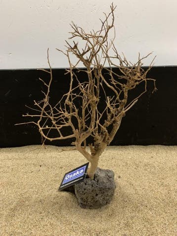 Osaka Bonsai Tree nr 13 - 25x10x37cm - aquascaping boom, Dieren en Toebehoren, Ophalen of Verzenden, Nieuw, Plant(en), Steen of Hout