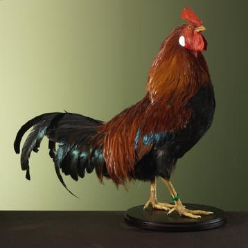 Huishaan Kip Taxidermie Opgezette Dieren By Max, Ophalen of Verzenden, Nieuw, Vogel, Opgezet dier