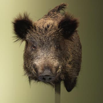 Wild Zwijn Groot Offset Taxidermie Opgezette Dieren By Max, Verzamelen, Dierenverzamelingen, Ophalen of Verzenden, Nieuw, Wild dier