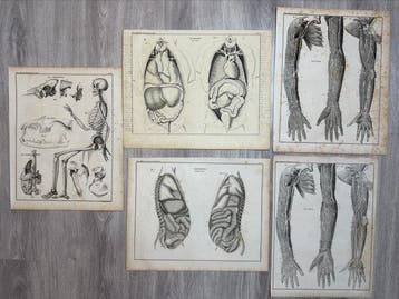 Lorenz Oken (XIX) - Allgemeine Naturgeschichte für alle