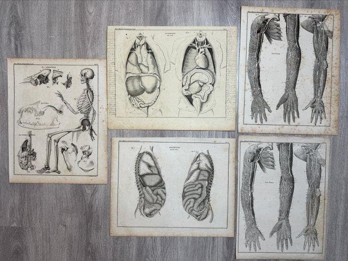 Lorenz Oken (XIX) - Allgemeine Naturgeschichte für alle, Antiek en Kunst, Antiek | Overige Antiek