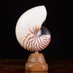 Meester van de Wunderkammer - Zeeschelp - Nautilus Pompilius