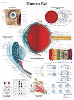 Anatomie poster oog (gelamineerd, 50x67 cm) + ophangsyst..., Nieuw