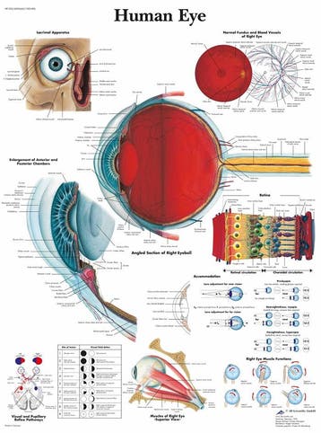 Anatomie poster oog (gelamineerd, 50x67 cm) + ophangsyst..., Nieuw