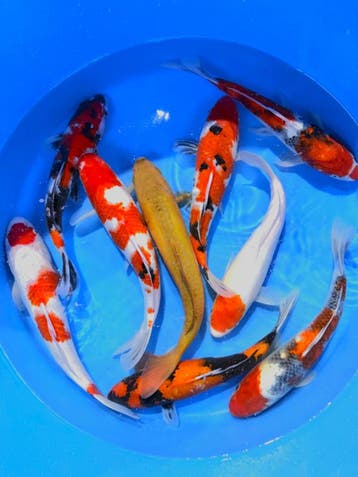Hirasawa Marusei  32-40 cm (Japanse Koi), Dieren en Toebehoren, Vissen | Vijvervissen, Karper of Koi