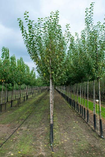 Prunus dulcis hoogstam 18/20