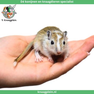 Jonge, handtamme Mongoolse gerbils te koop !, Meerdere dieren, Overige typen, Tam