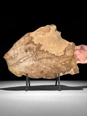 Prachtige plak versteend hout op een op maat gemaakte