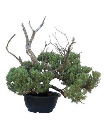 Jeneverbes bonsai (Juniperus) - Hoogte (boom): 34 cm -