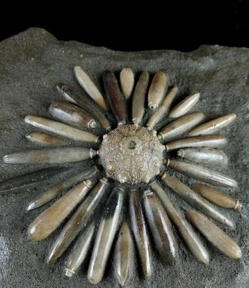Hoge kwaliteit fossiele zee-egel!!! - Schelp met radiolen -, Verzamelen, Mineralen en Fossielen