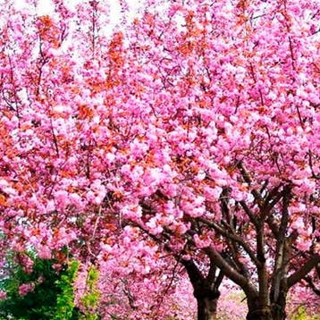 Prunus serrulata Kanzan CAC Japanse kers, Sierkers, Verzenden, Overige soorten, Struik
