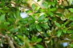 Quercus ilex leiboom