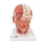 Anatomie model van het hoofd en nek met spieren en bloed..., Sport en Fitness, Massageproducten, Nieuw