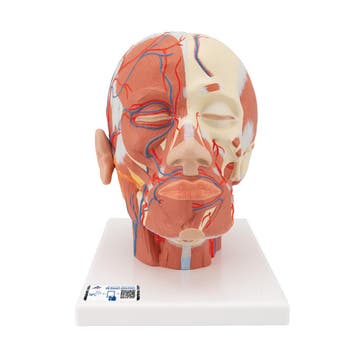 Anatomie model van het hoofd en nek met spieren en bloed..., Nieuw