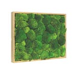 Vintlux Mosschilderij Bolmos 60x80 cm Blank Hout, Nieuw