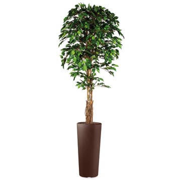 Ficus kunstplant, H250cm, Huis en Inrichting, Ophalen of Verzenden, Overige soorten, 200 cm of meer