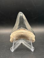 Megalodon - Fossiele tand - Otodus Megalodon - 5.82 cm -, Verzamelen