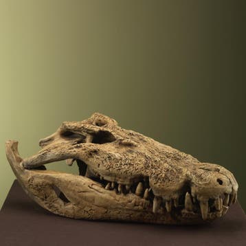 Krokodil Schedel XXL Replica, Ophalen of Verzenden, Nieuw, Wild dier, Opgezet dier
