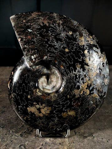 ammoniet met hematiet - Gefossiliseerd dier - cleoniceras, Nieuw