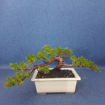 Jeneverbes bonsai (Juniperus) - Hoogte (boom): 14 cm -, Antiek en Kunst
