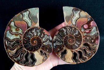 Ammoniet - Gefossiliseerd dier - Aioloceras (Cleoniceras)