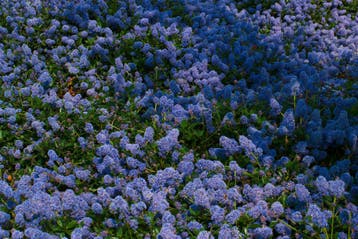 Amerikaanse sering | Ceanothus Repens, Tuin en Terras, Ophalen of Verzenden, Vaste plant, Bodembedekkers, Volle zon