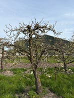 Volwassen Thriomphe de Vienne Bomen ca. 35 jaar oud, 100 tot 250 cm