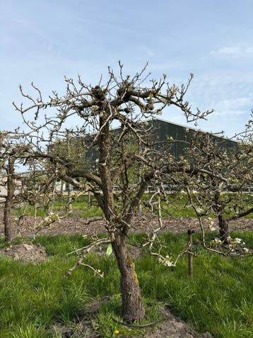 Volwassen Thriomphe de Vienne Bomen ca. 35 jaar oud, 100 tot 250 cm