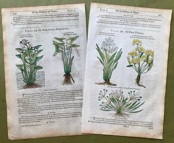 The Herball or generall Historie of Plantes [6 xilografie di