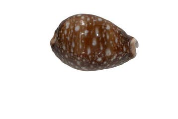 Pacifische cowrie: Cypraea vitellus f. dama (66 mm) –, Verzamelen, Nieuw
