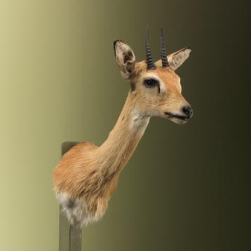 Oribi Antilope Taxidermie Opgezette Dieren By Max, Ophalen of Verzenden, Nieuw, Wild dier, Opgezet dier