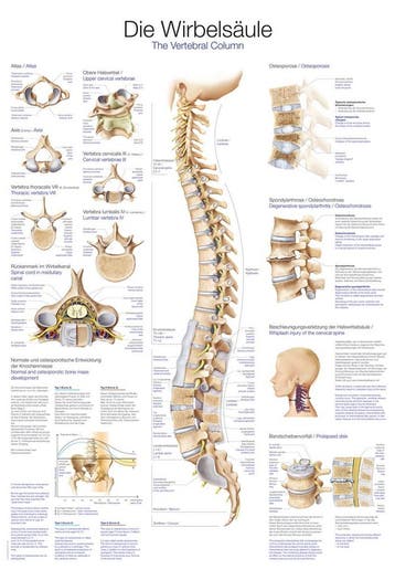 Anatomie poster wervelkolom (Duits/Engels, papier, 50x70..., Nieuw