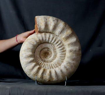 Grote decoratieve ammoniet - Gefossiliseerd dier -