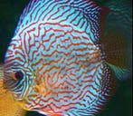 Geen Stendker, maar Stocker! Duitse / Nederlandse discussen, Dieren en Toebehoren, Vis, Zoetwatervis, Schoolvis