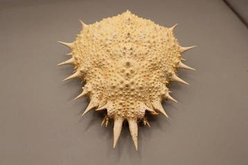 Daldorfia horrida (Linnaeus, 1758) Afschuwelijke