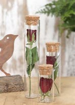 Reageerbuisjes glas met kurk 15 cm Ø3 cm doos 6 stuks, Ophalen of Verzenden, Nieuw