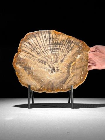 Prachtige plak versteend hout op een maatwerk standaard. -