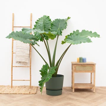 Green Bubble - Alocasia Portodora - 130cm - Ø32 cm, Ophalen of Verzenden