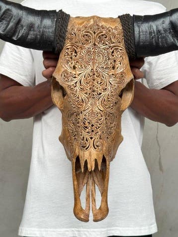 GEEN RESERVEPRIJS - Authentieke grote bruine buffelschedel,, Antiek en Kunst