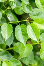 Prunus mahaleb meerstammig 250-300