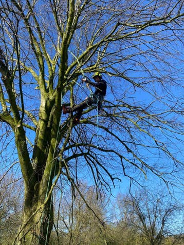 Boom verwijderen, kappen, snoeien en inspecties, Tuinonderhoud of Snoeiwerk
