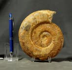 Een grote - Prachtige ammoniet met goed bewaarde schelp - -, Verzamelen, Mineralen en Fossielen