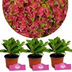 Hydrangea macrophylla Glossy lips+ Pot 9cm 3 s, Verzenden, Halfschaduw