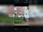 Woning ruilen (Amsterdam, Noord-Holland), Amsterdam