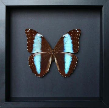 Vlinder Taxidermie volledige montage - Morpho deidamia - 23