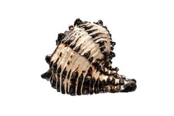 Zwarte Ramo-Murex-schelp | Chicoreus ramosus zwart - Top, Antiek en Kunst