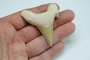 fossiele haaientand XL - Fossiele tand - Otodus Sokolovi - 0, Verzamelen, Nieuw